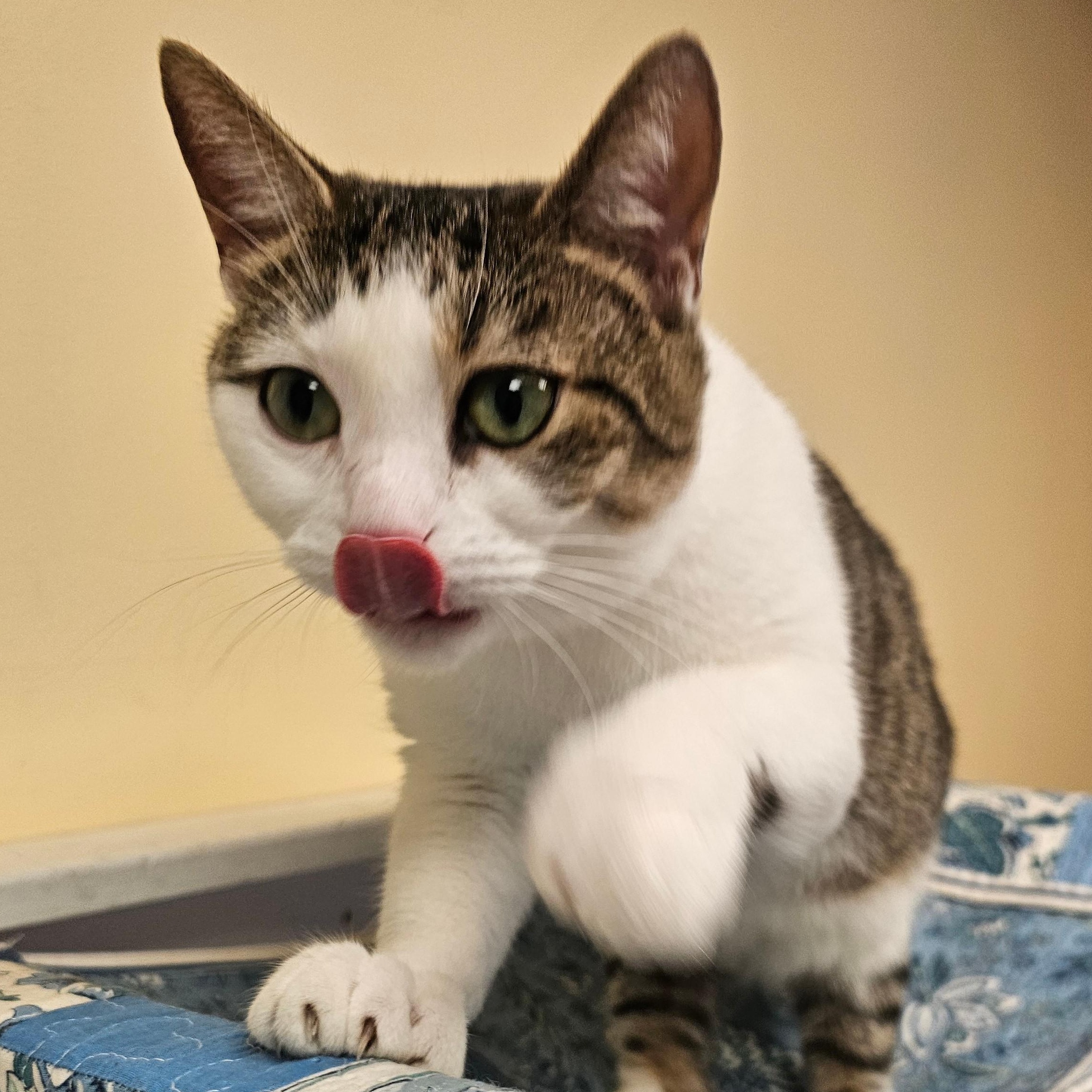 Enlarge Bon Bon, a Adoptable Domestic Short Hair in Norwalk, CT image 5/5