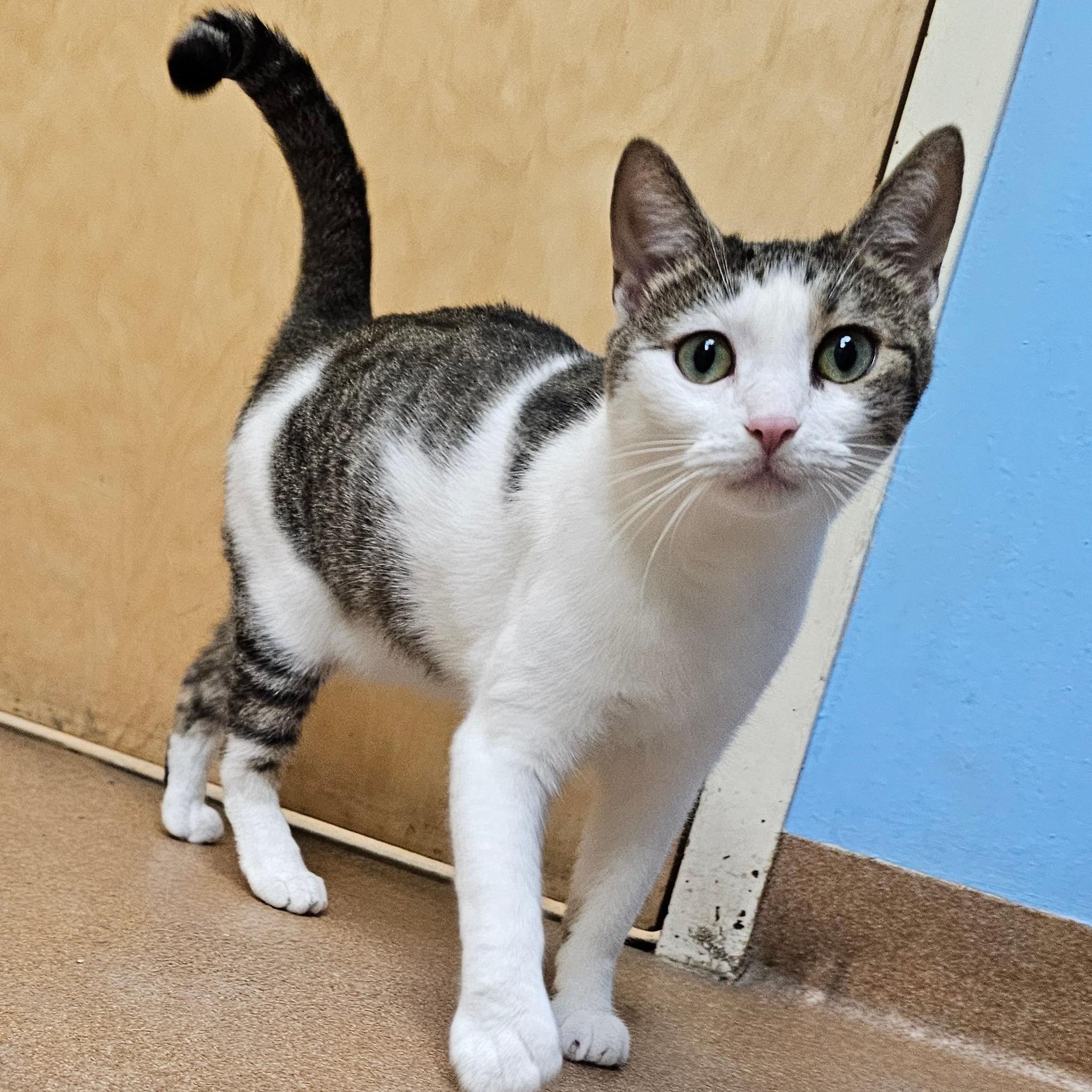 Enlarge Bon Bon, a Adoptable Domestic Short Hair in Norwalk, CT image 4/5