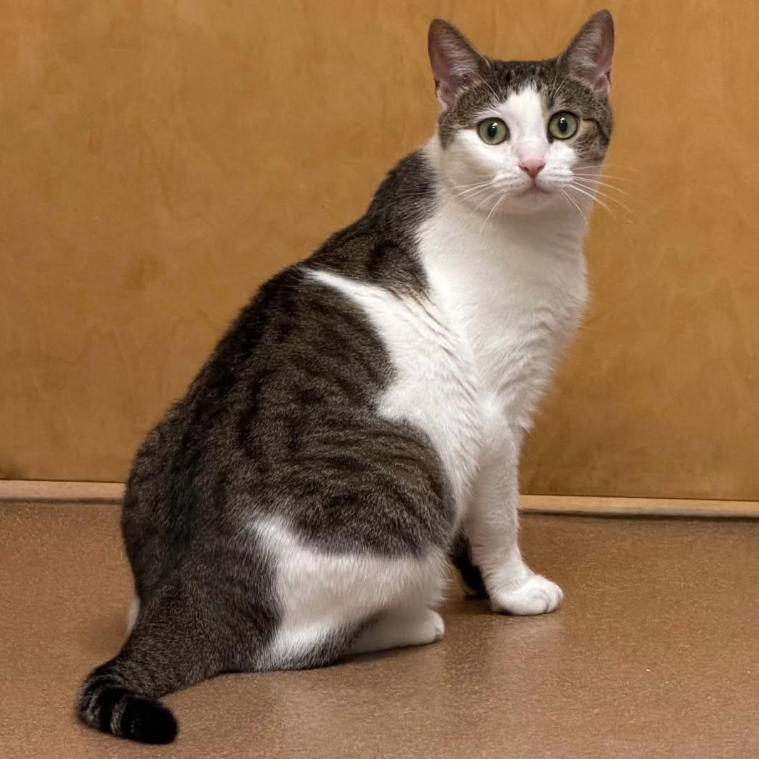 Enlarge Bon Bon, a Adoptable Domestic Short Hair in Norwalk, CT image 3/5