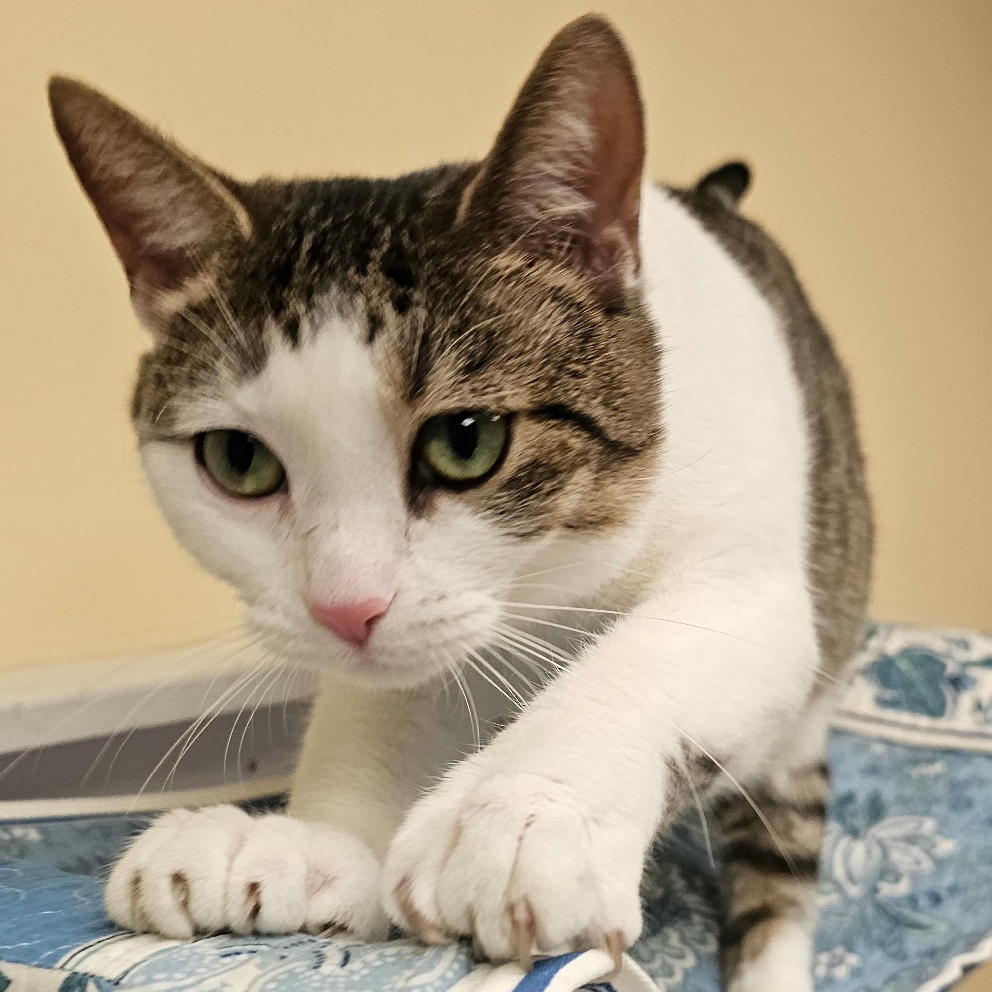 Bon Bon, Adoptable, Young Female Domestic Short Hair.