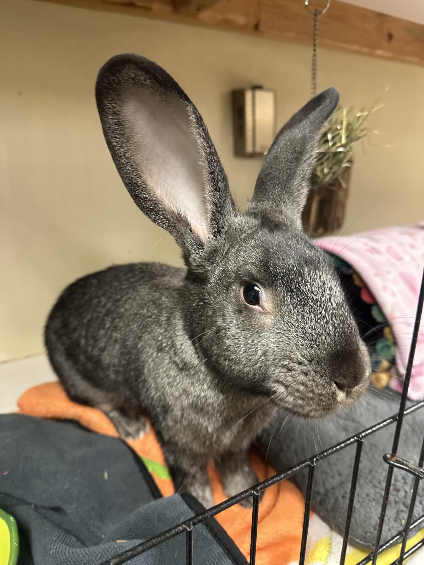 Enlarge Happy, a Adoptable mixed breed in Vancouver, BC image 2/6