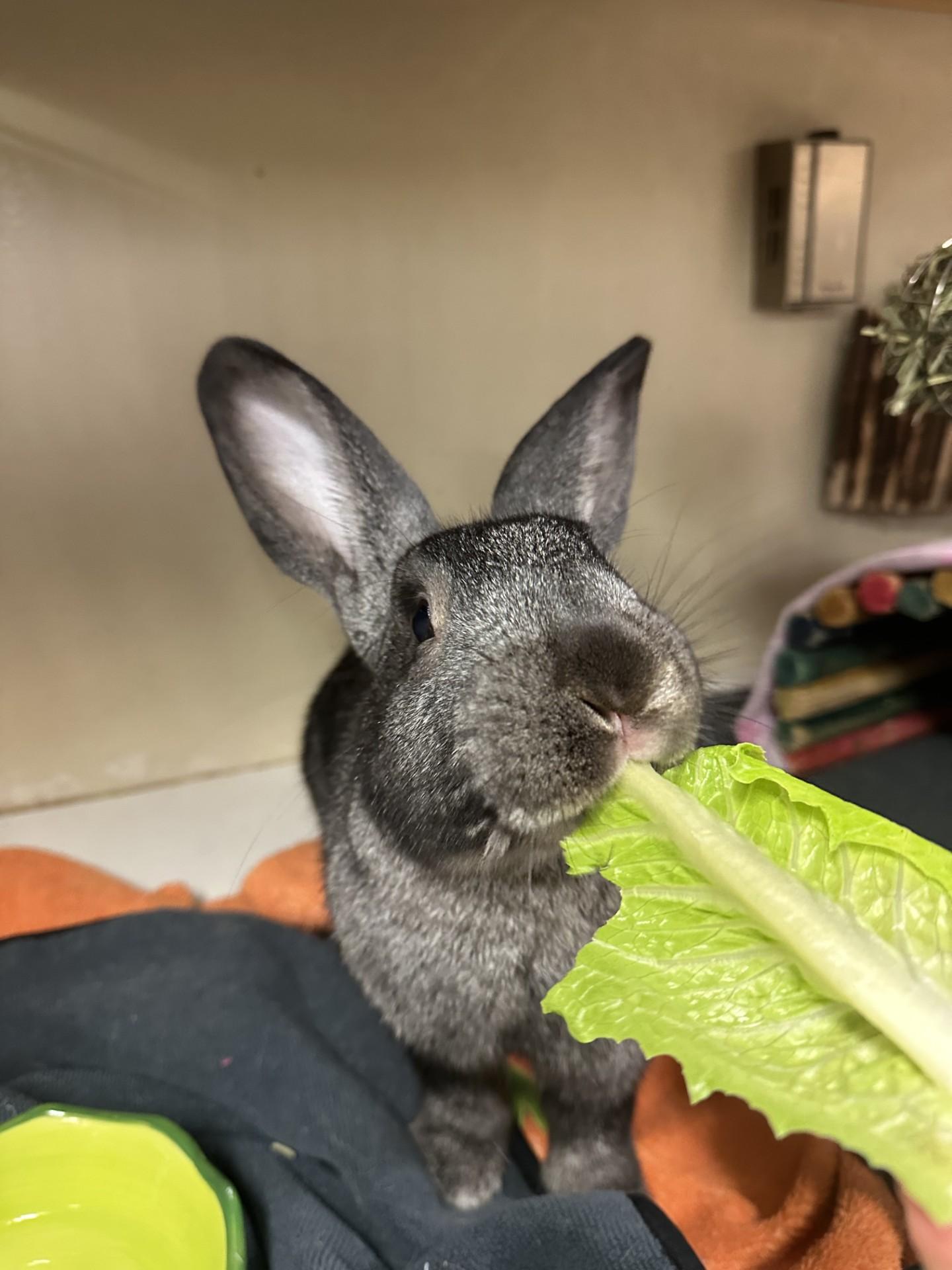 Enlarge Happy, a Adoptable mixed breed in Vancouver, BC image 3/6