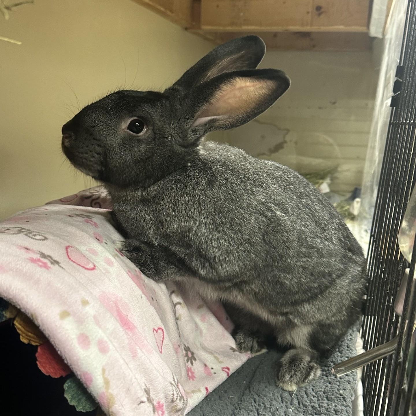 Enlarge Happy, a Adoptable mixed breed in Vancouver, BC image 5/6