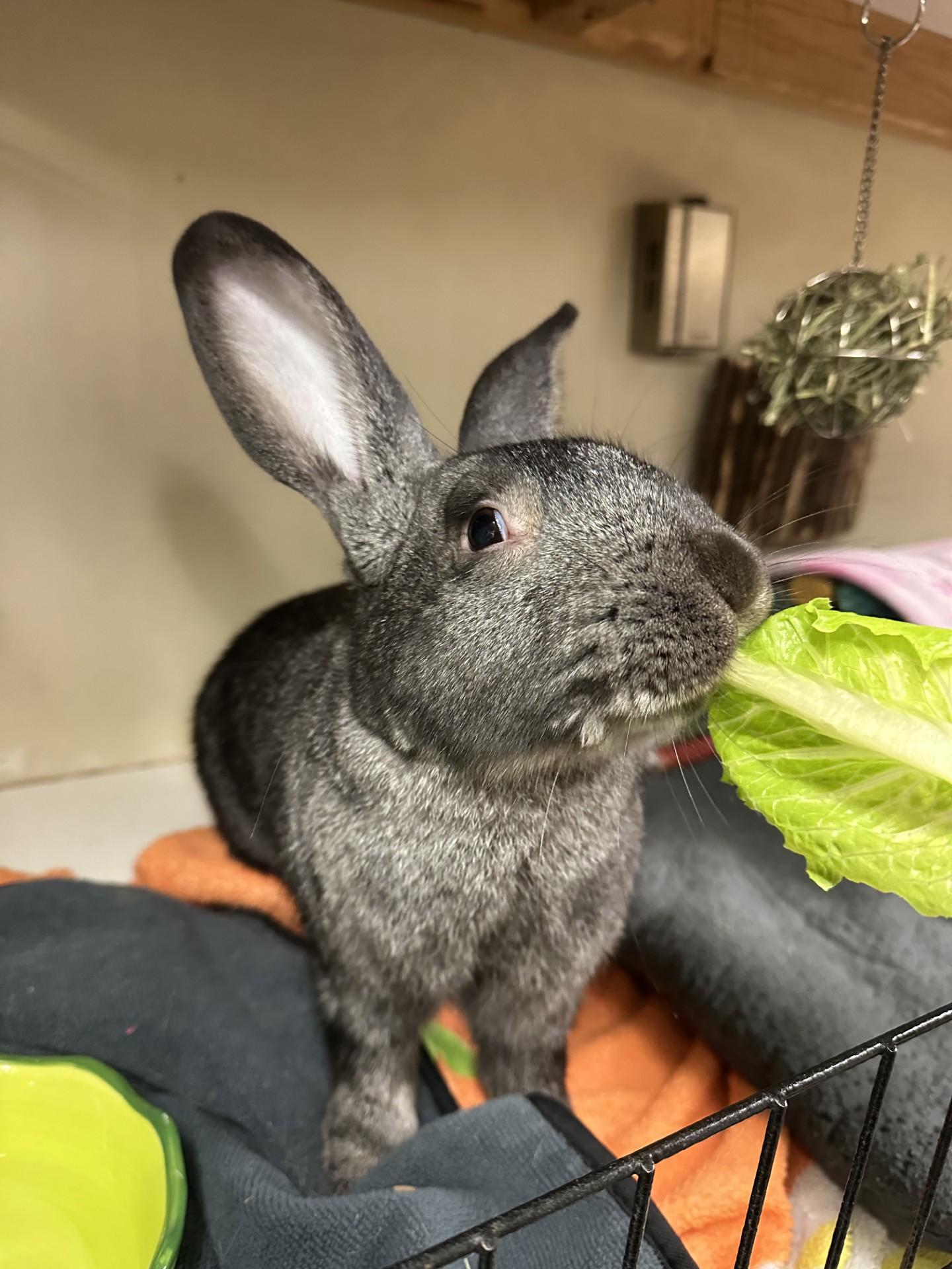 Happy, Adoptable, Young Female Flemish Giant.