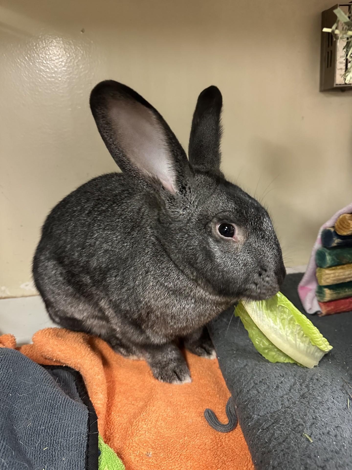 Enlarge Happy, a Adoptable mixed breed in Vancouver, BC image 4/6
