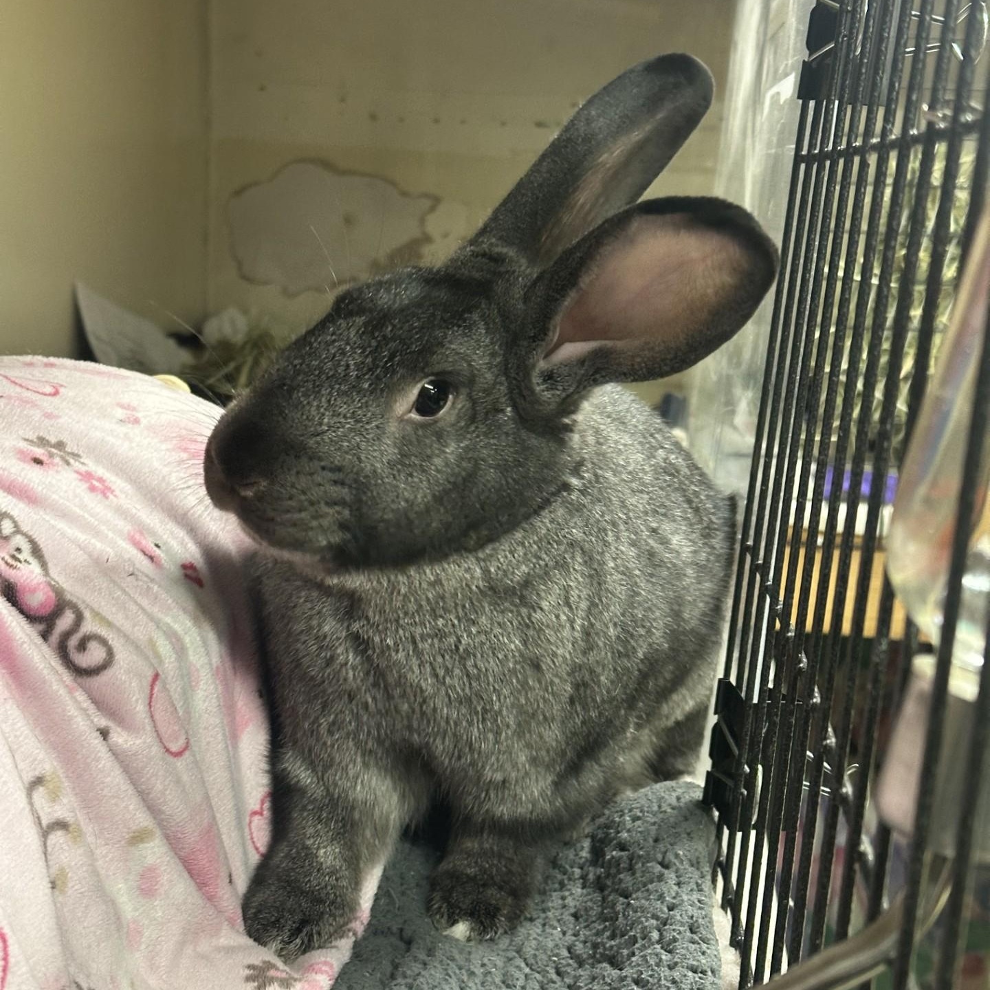 Enlarge Happy, a Adoptable mixed breed in Vancouver, BC image 6/6