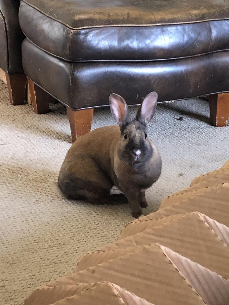 Sunny, Adoptable, Adult Female Bunny Rabbit.