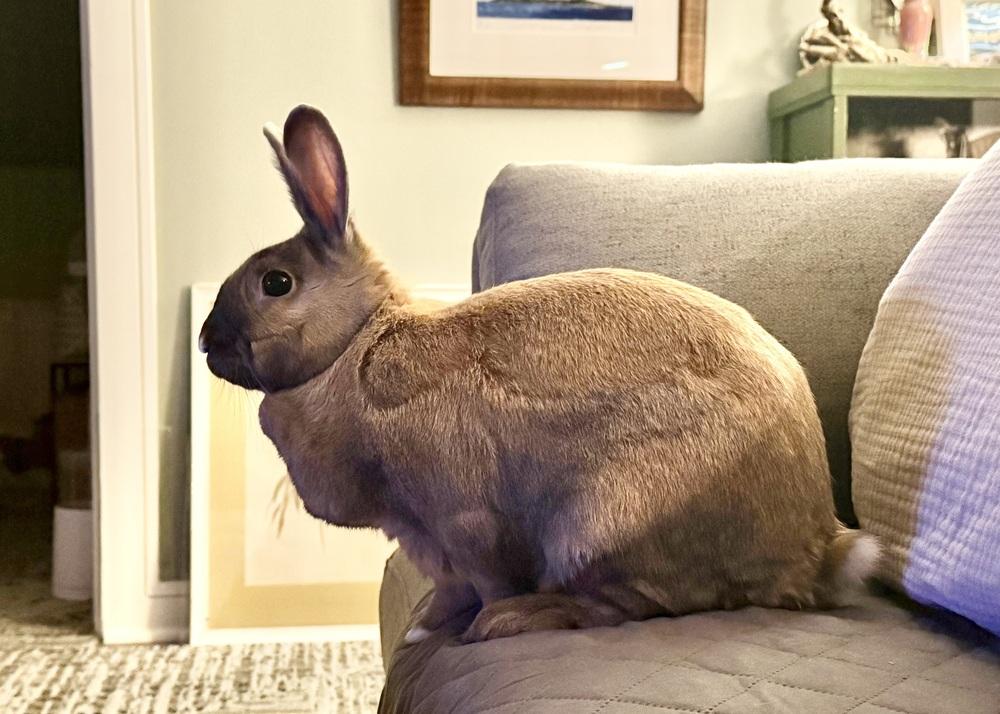 Sunny, Adoptable, Adult Female Bunny Rabbit.