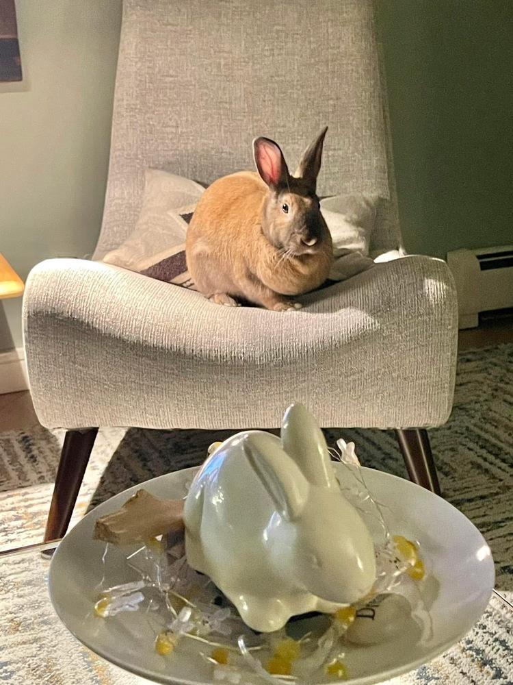 Enlarge Sunny, a Adoptable mixed breed in Westford, MA image 3/6