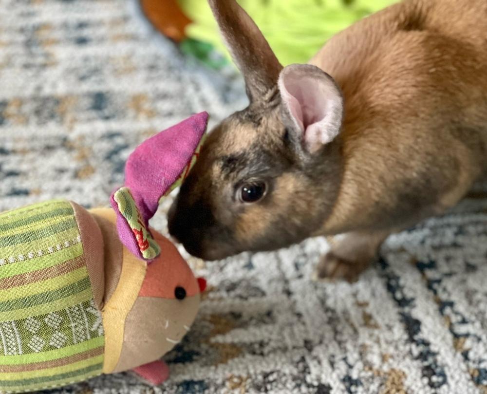 Enlarge Sunny, a Adoptable mixed breed in Westford, MA image 5/6