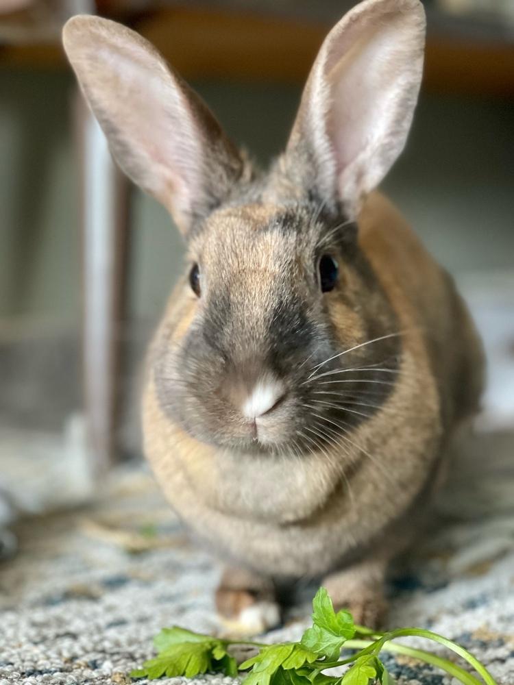 Enlarge Sunny, a Adoptable mixed breed in Westford, MA image 6/6