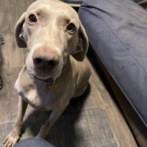 Enlarge London, a Adoptable Weimaraner in Grand Rapids, MI image 1/1
