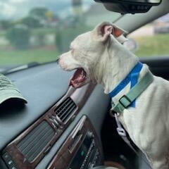 Enlarge Riley, a Adoptable mixed breed in Muncie, IN image 2/6