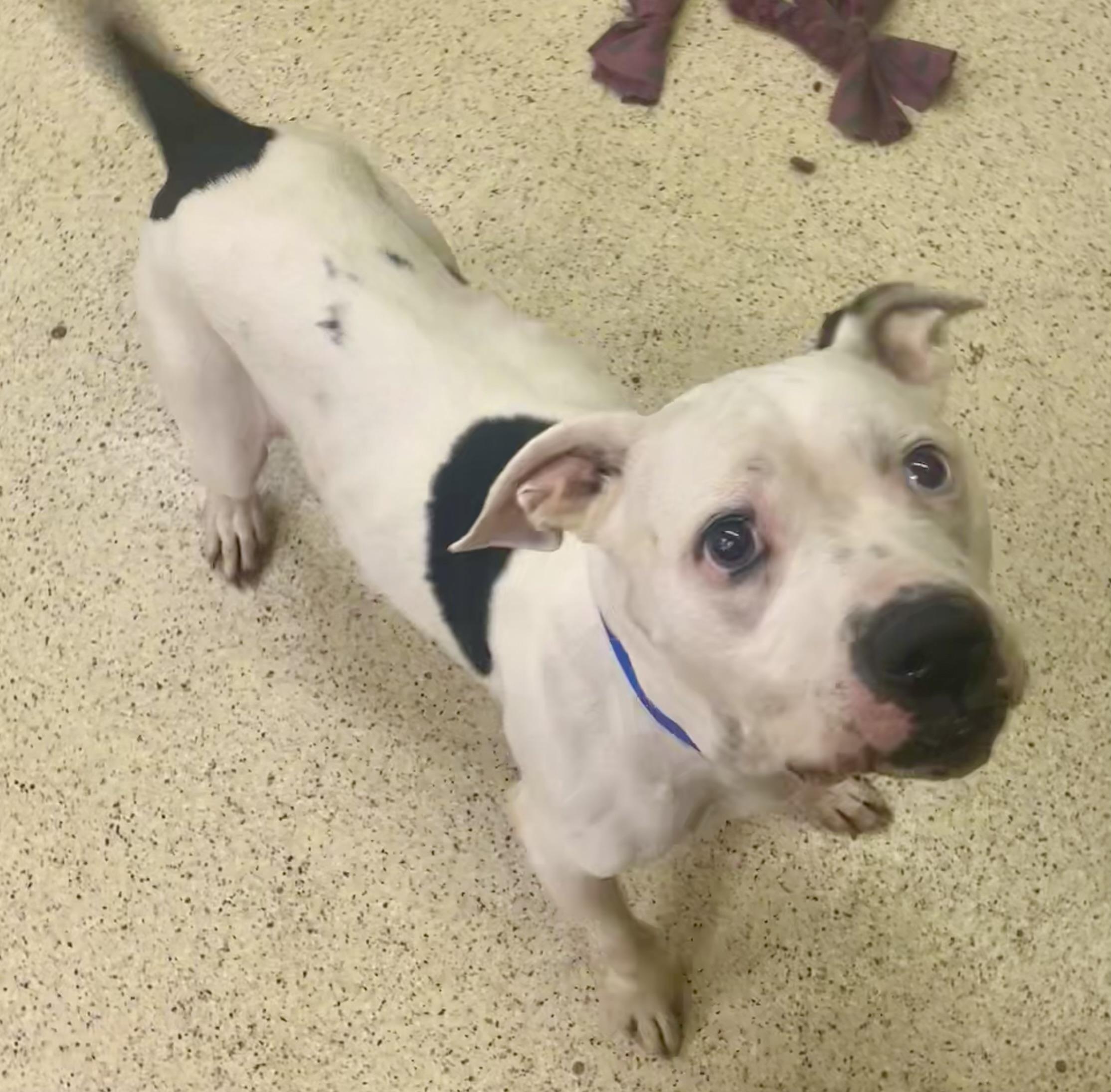 Enlarge Riley, a Adoptable mixed breed in Muncie, IN image 4/6