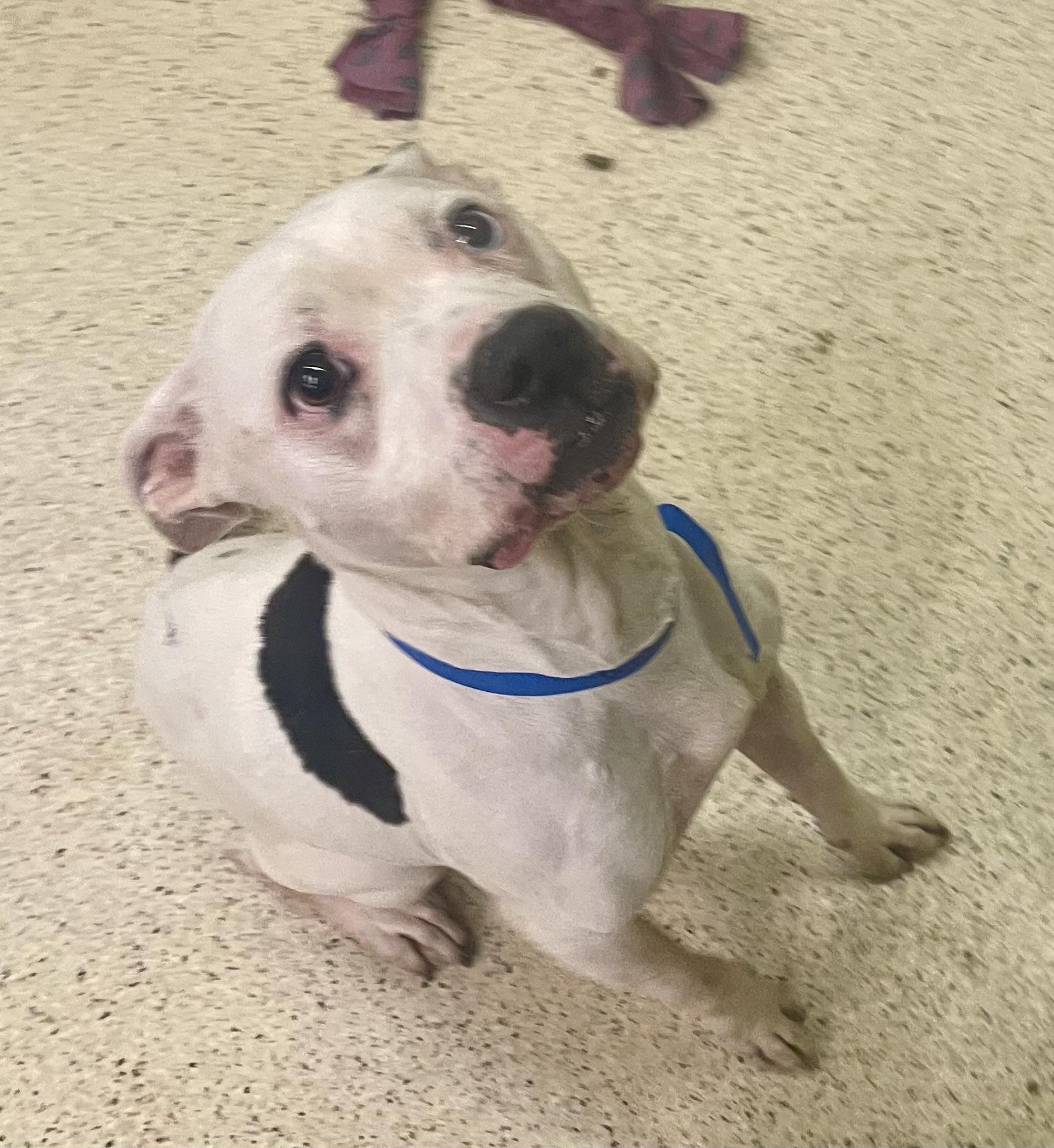 Enlarge Riley, a Adoptable mixed breed in Muncie, IN image 6/6