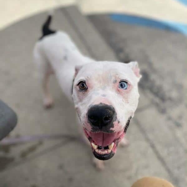 Enlarge Riley, a Adoptable mixed breed in Muncie, IN image 1/6