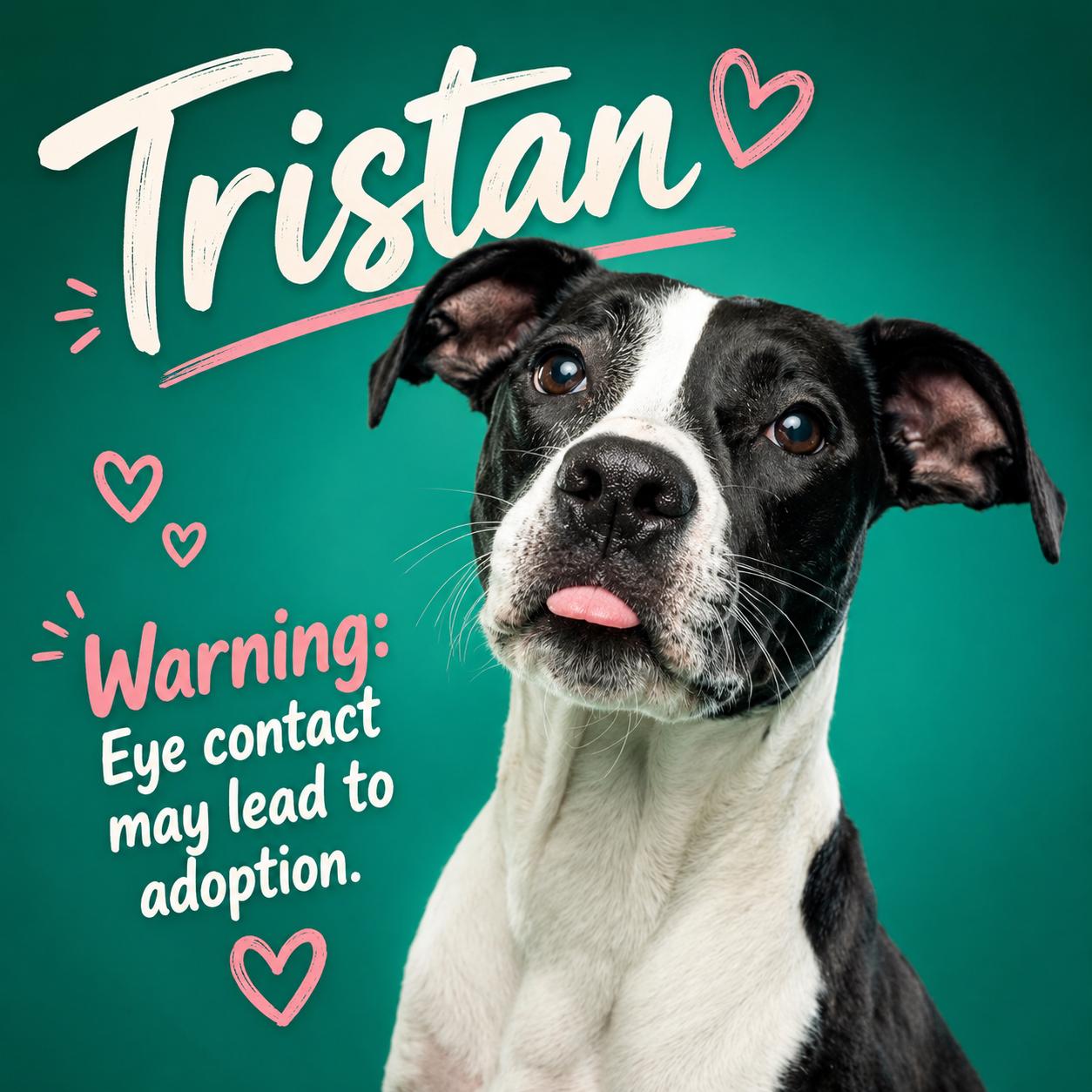 Enlarge Tristan, a Adoptable mixed breed in Baltimore, MD image 1/3