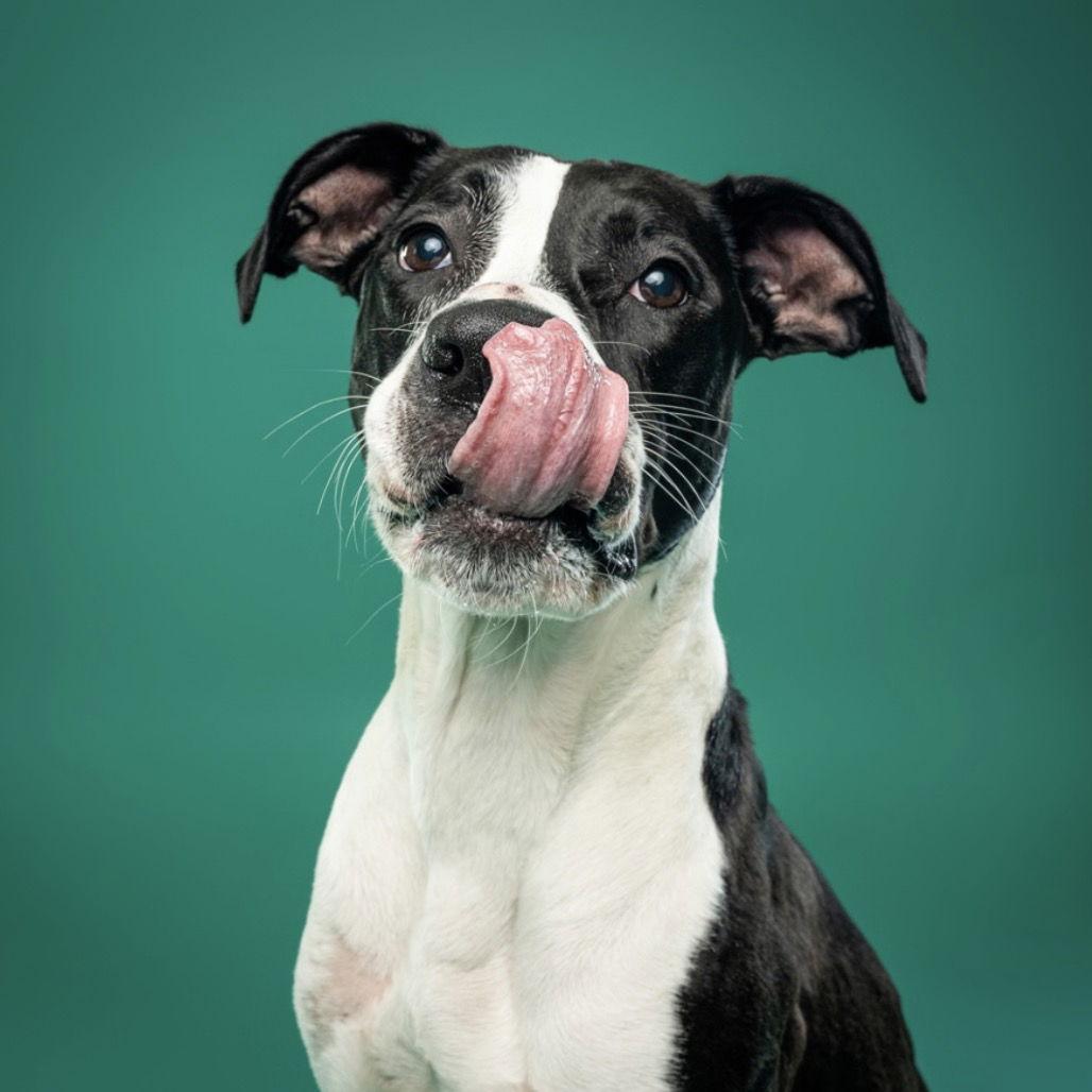 Tristan, Adoptable, Adult Male Pit Bull Terrier & American Staffordshire Terrier.