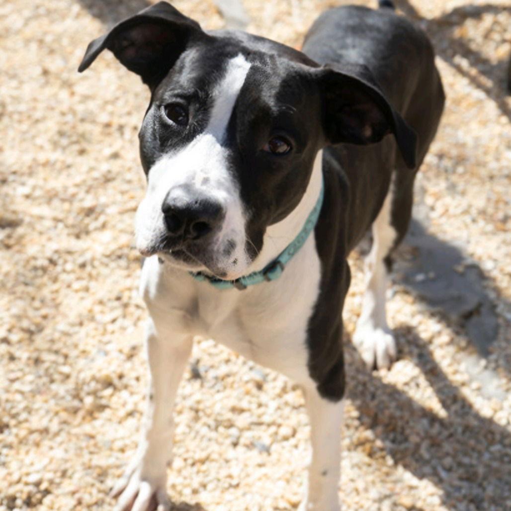 Tristan, a Adoptable mixed breed in Baltimore, MD image 3/3