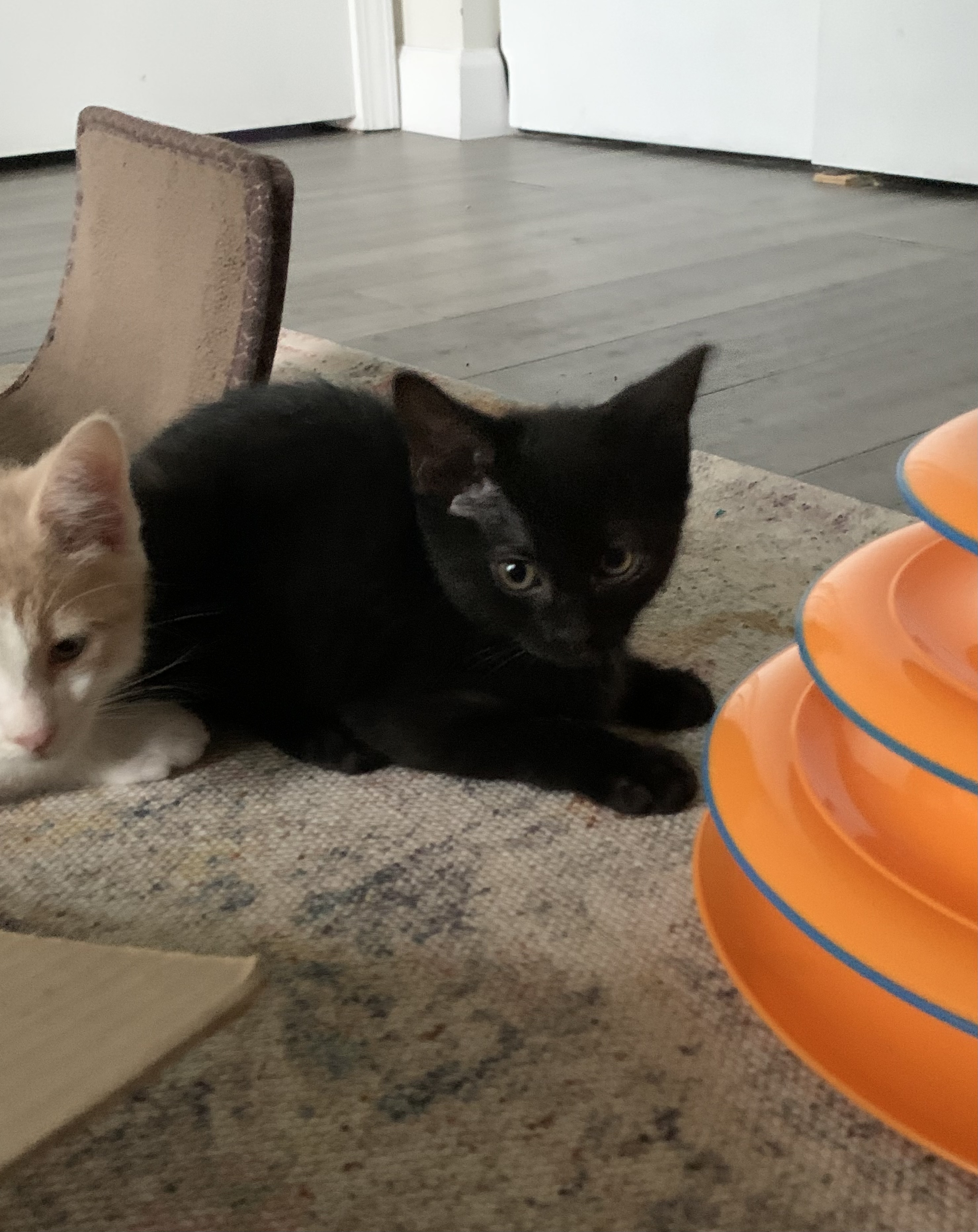 Cat for adoption Shania Twain, a Domestic Short Hair in Saint Charles