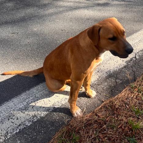 Red, Adoptable, Young Male Mixed Breed.