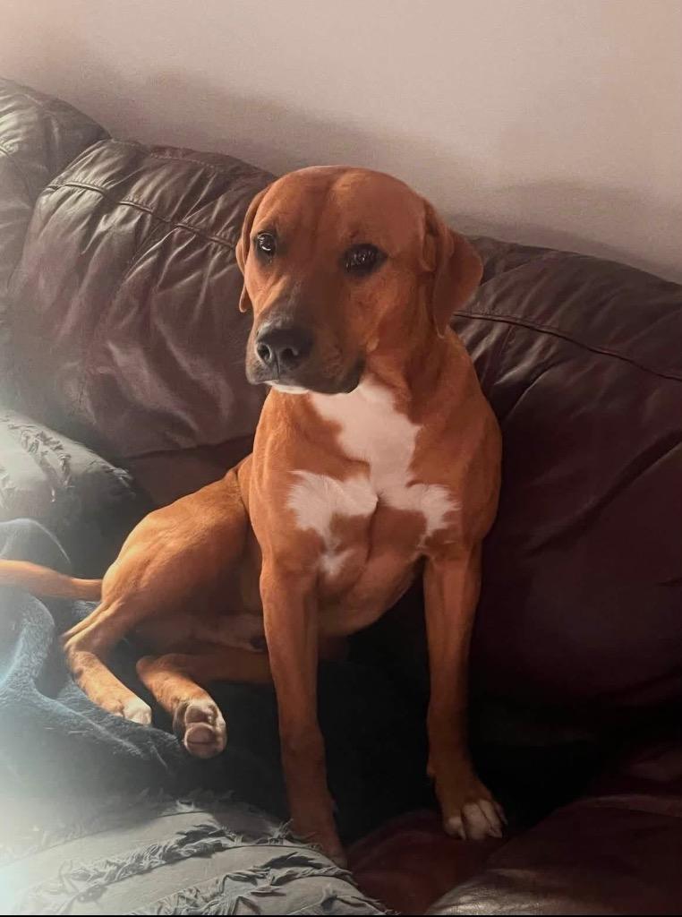 Red, a Adoptable Mixed Breed in Little Rock, AR image 2/4