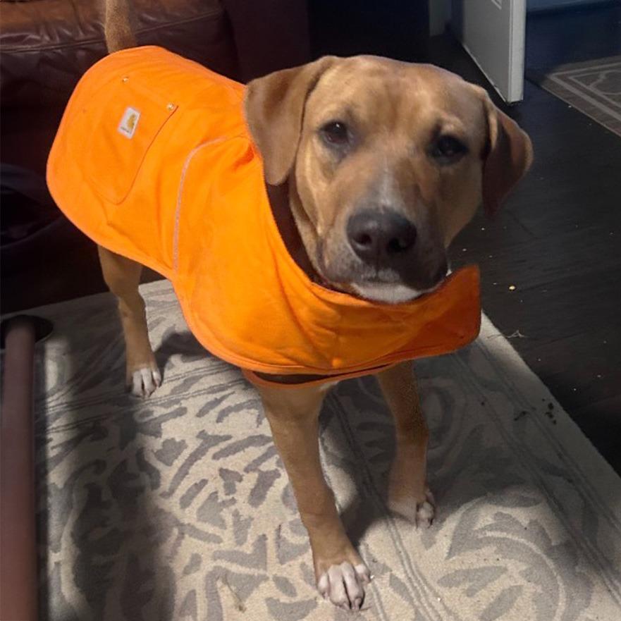 Enlarge Red, a Adoptable Mixed Breed in Little Rock, AR image 2/3