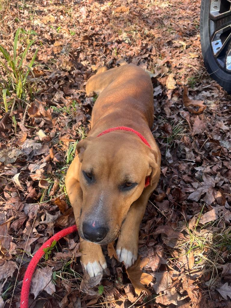 Enlarge Red, a Adoptable Mixed Breed in Little Rock, AR image 3/3