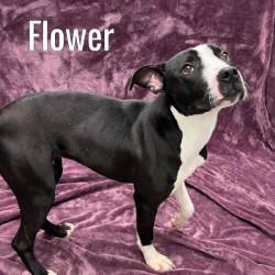 Enlarge Flower, a ADOPTABLE Pit Bull Terrier in Pleasantville, NJ image 1/1