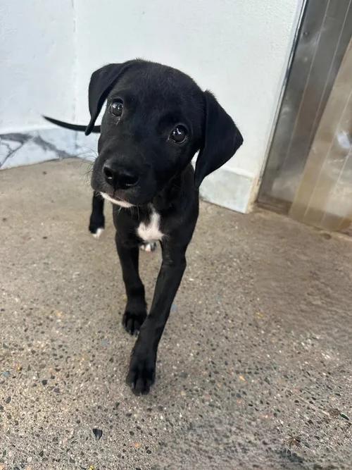 Calaca, Adoptable, Puppy Female Xoloitzcuintli / Mexican Hairless & Mixed Breed.