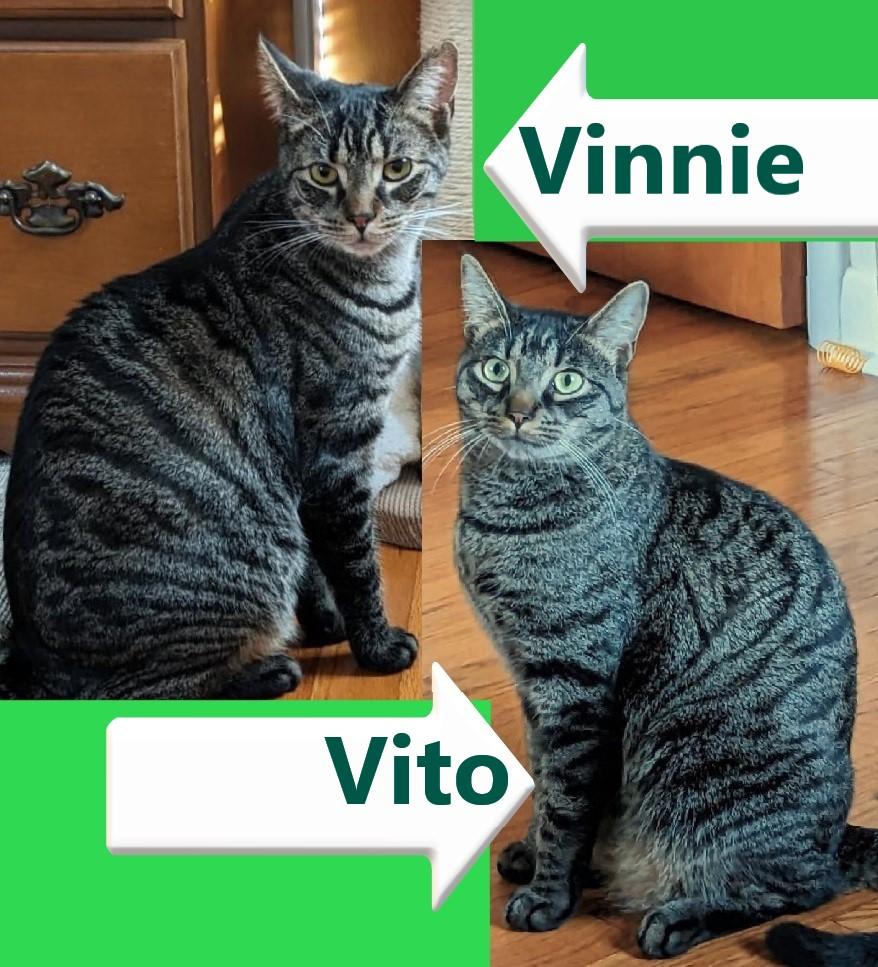 Vinnie & Vito (THE VINTO BROTHERS)