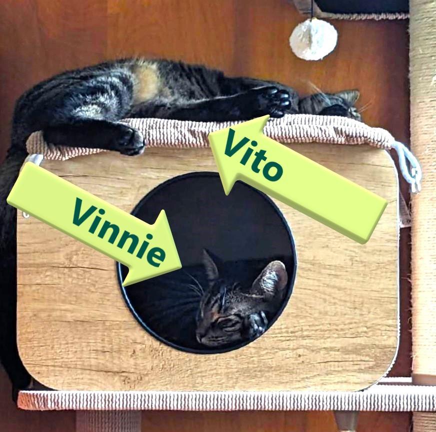 Vinnie & Vito (THE VINTO BROTHERS)