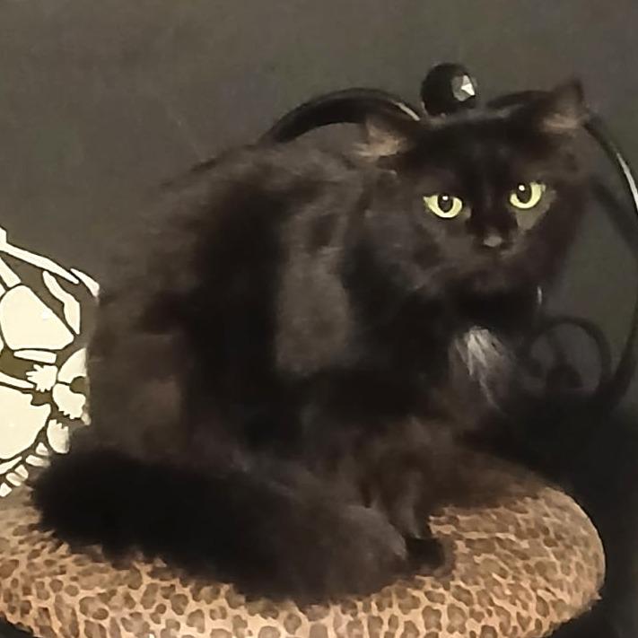 Enlarge Stormy, a Adoptable Domestic Long Hair in Winchester, VA image 1/1
