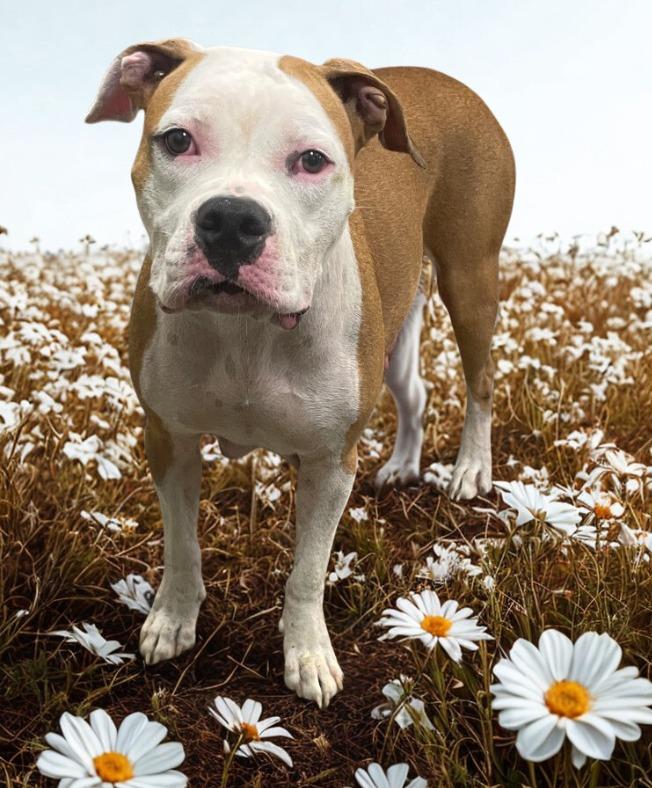 Betsy, Adoptable, Adult Female Pit Bull Terrier & Boxer.