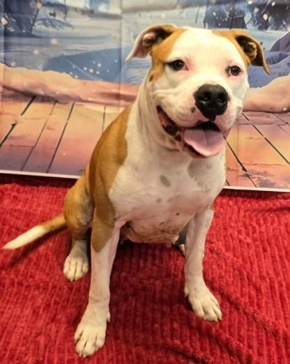 Enlarge Betsy, a Adoptable mixed breed in Murphysboro, IL image 2/6