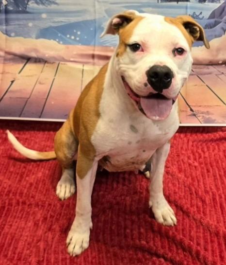 Betsy, a Adoptable mixed breed image 1/6