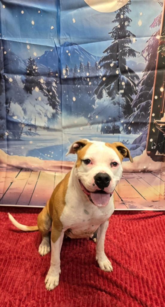 Betsy, a Adoptable mixed breed image 3/6