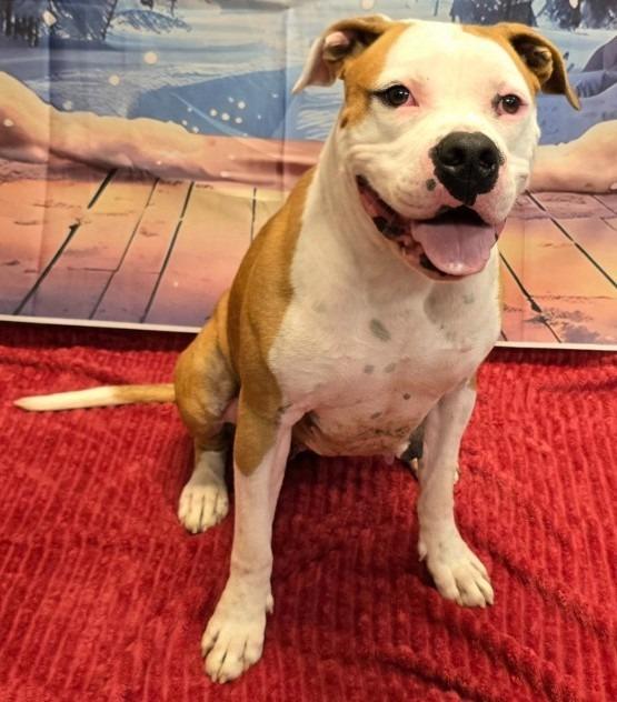 Betsy, a Adoptable mixed breed image 4/6