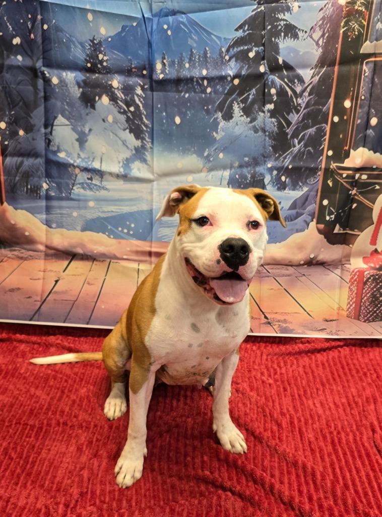 Betsy, a Adoptable mixed breed image 5/6