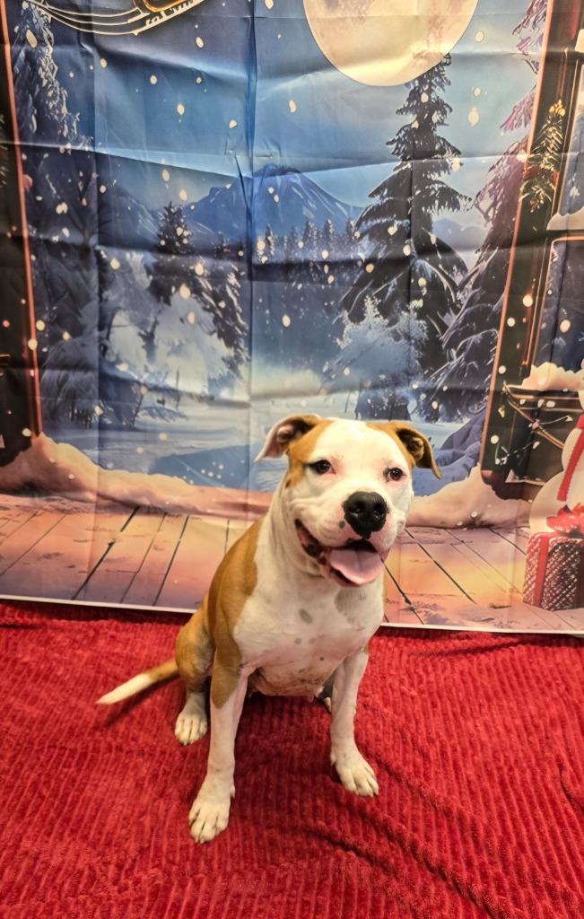 Betsy, a Adoptable mixed breed image 6/6