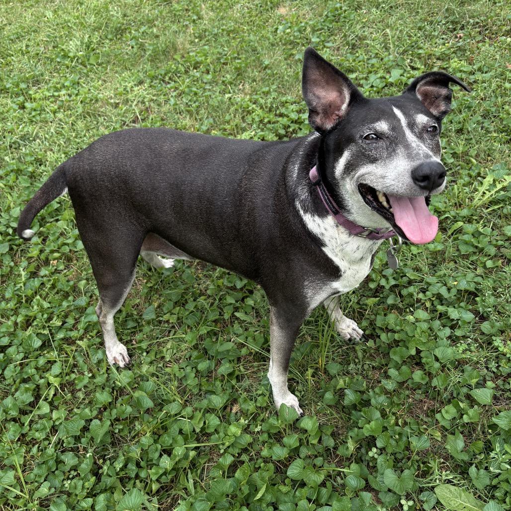 Summer 2074, Adoptable, Young Female Mixed Breed.