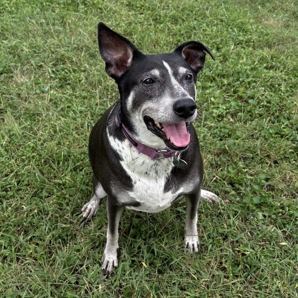 Enlarge Summer 2074, a Adoptable Mixed Breed in Kansas City, MO image 3/4