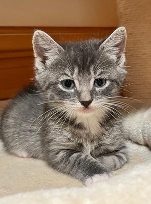 Sterling, Adopted, Kitten Male Tabby.