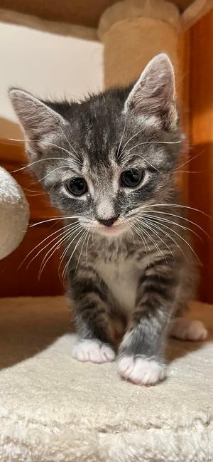 Enlarge Sterling, a Adopted mixed breed in Peapack, NJ image 2/2