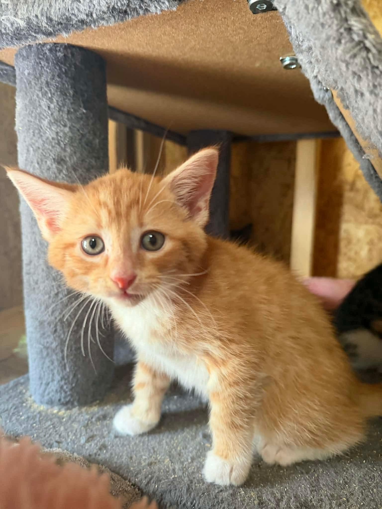 Enlarge Strawberry, a ADOPTABLE Domestic Short Hair in Aberdeen, NC image 1/1