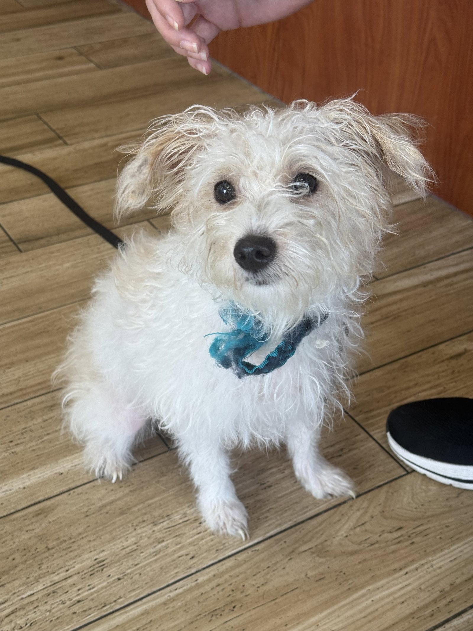 Enlarge Macy, a Adopted Poodle in Valrico, FL image 2/3