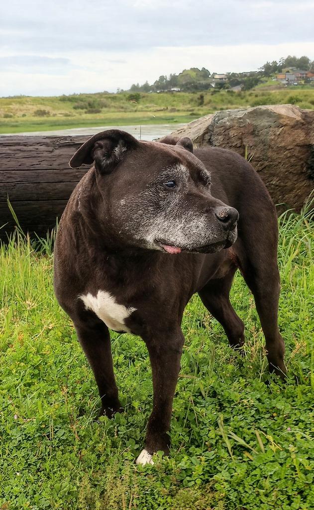 Missy, Adoptable, Senior Female Pit Bull Terrier.
