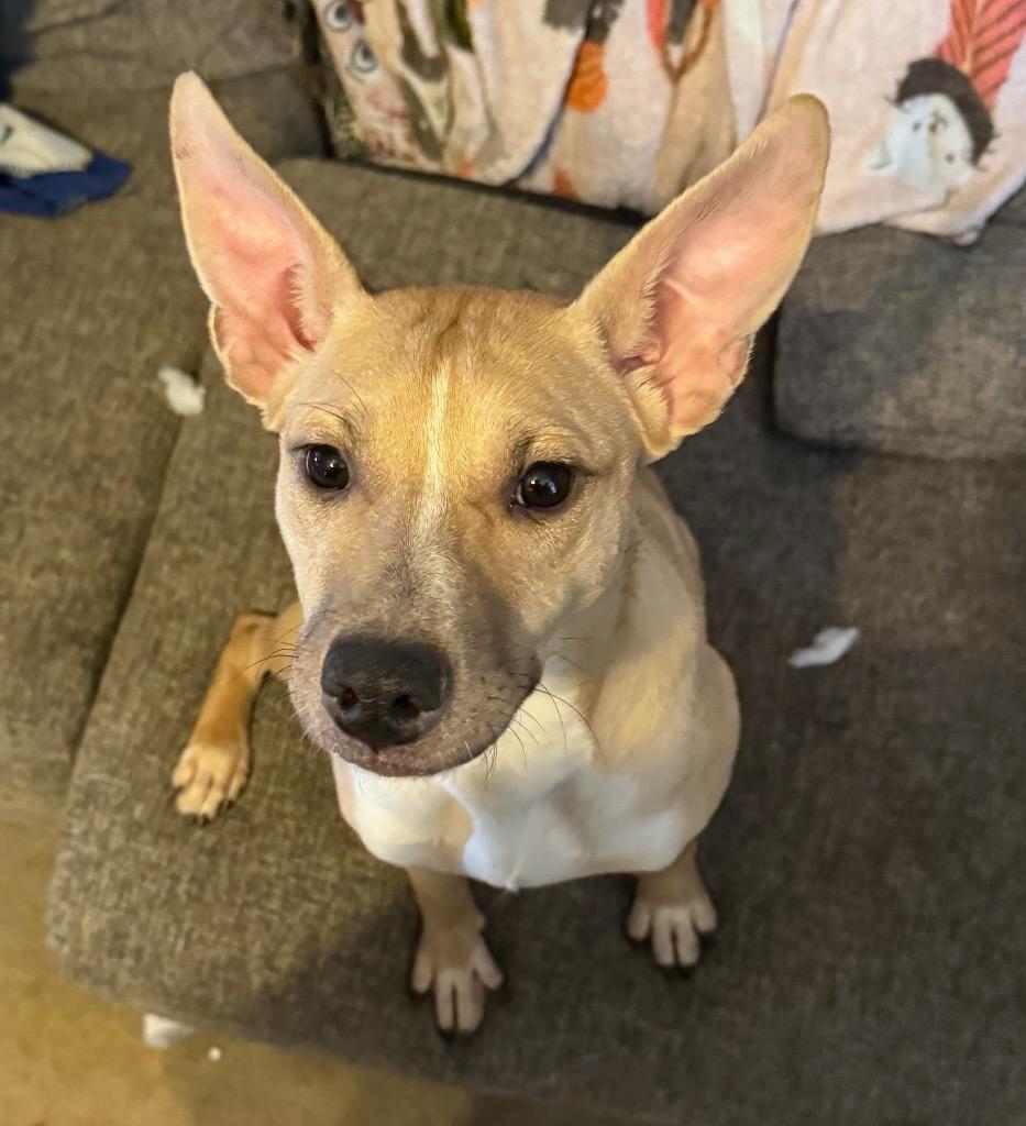 Nia, a Adopted mixed breed in Auburn, IN image 1/4