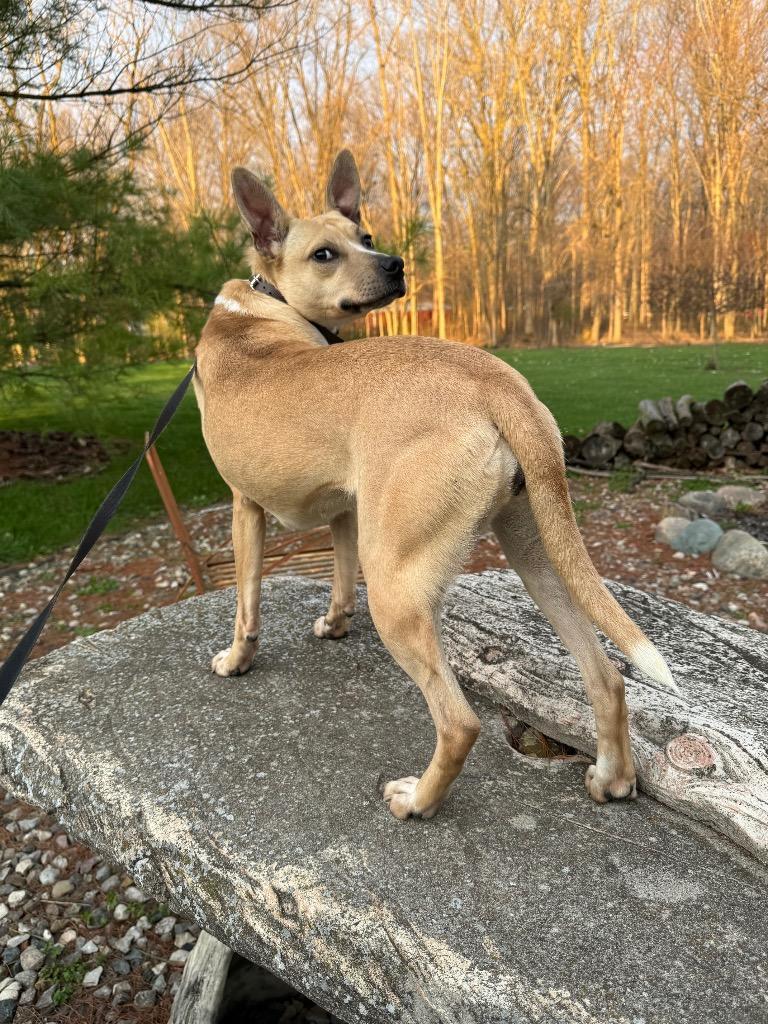 Nia, a Adopted mixed breed in Auburn, IN image 2/4