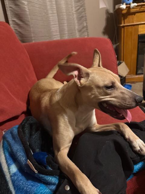 Nia, a Adopted mixed breed in Auburn, IN image 2/4